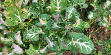'The Next Homesteader's Kaleidoscopic Perennial' Kale Grex