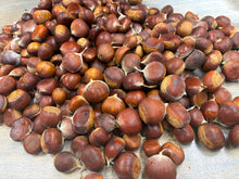 'Thistle Row Precocious' Chestnut Seeds