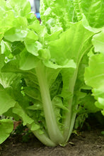'Tokyo Bekana' Asian Greens