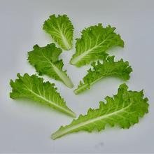 'Tokyo Bekana' Asian Greens