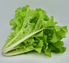 'Tokyo Bekana' Asian Greens