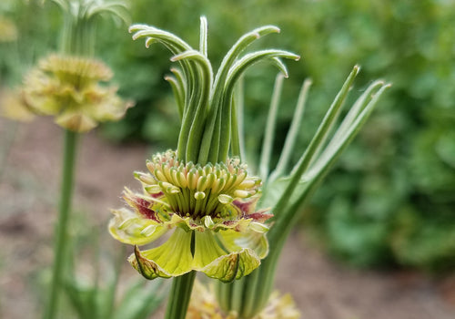 'Transformer' Nigella