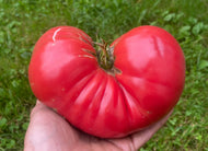 'Ukrainian Beefsteak' Tomato