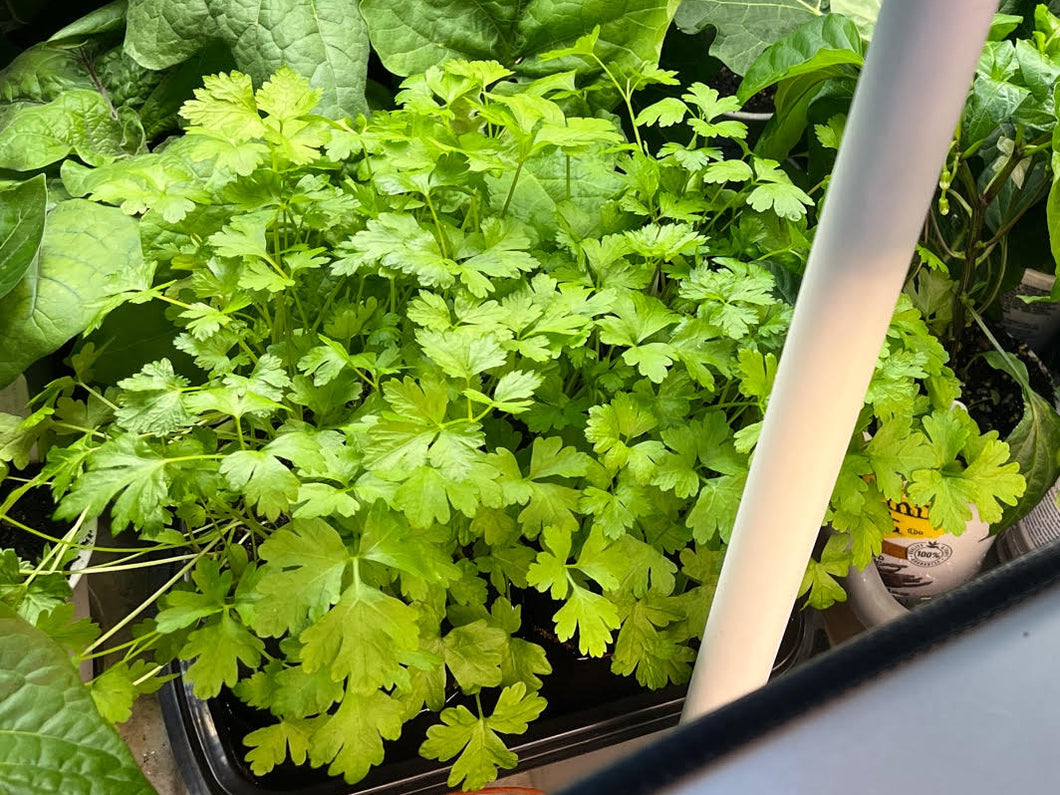 parsley seeds from plant South Ossetia' Parsley (Leaf, Root & Seed Type) – Experimental Farm Network  Seed Store