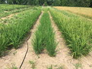 'Kon Suito' Upland Rice