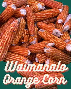 'Waimonalo Orange' Flint Corn