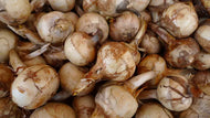'Mahicannittuk' Katniss (Wapato or Duck Potato)