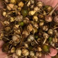 Duck-Potato/Wapato Tubers (North Carolina Ecotype)