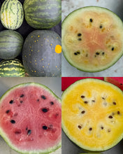 Wild Dreams Watermelon Grex