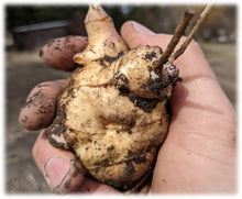 'White Jewel' Sunchoke Tubers