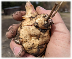 'White Jewel' Sunchoke Tubers