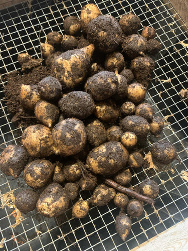 'White Jewel' Sunchoke Tubers