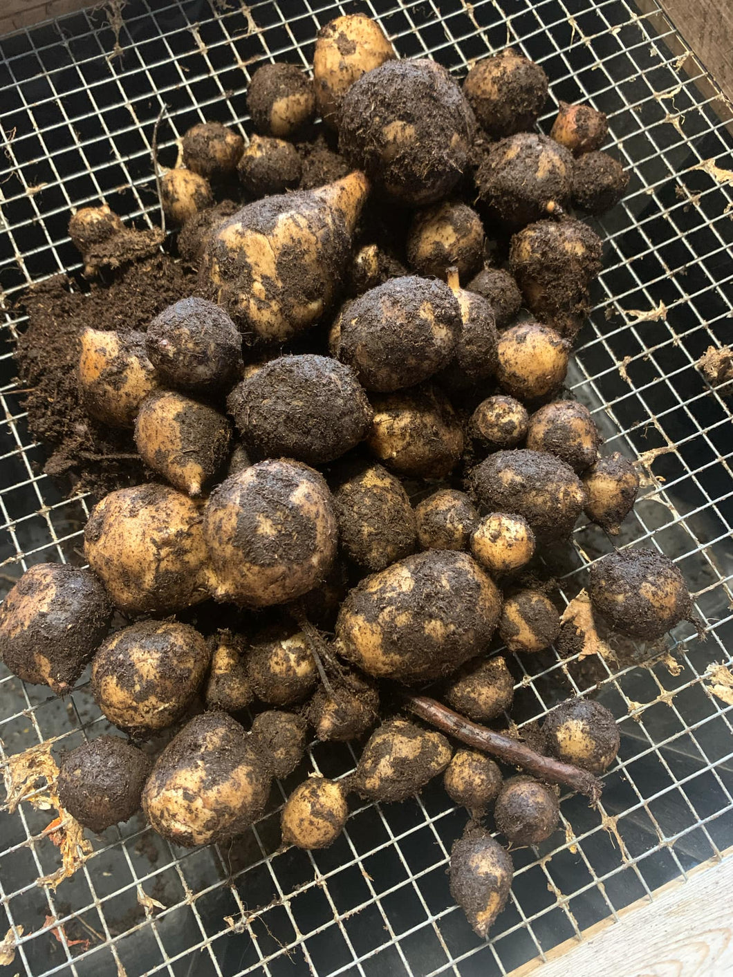 'White Jewel' Sunchoke Tubers