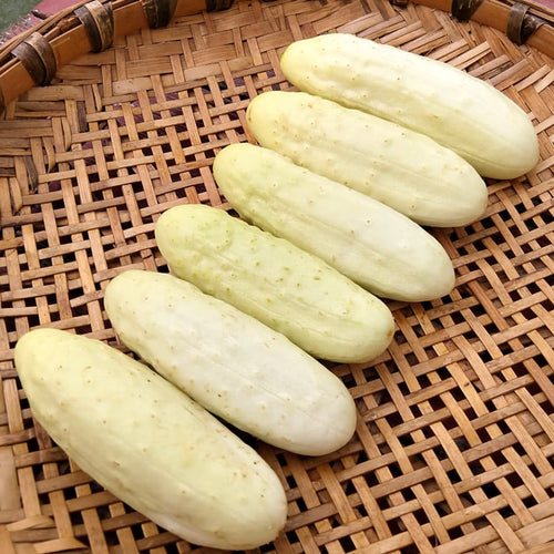 'Salt and Pepper' Cucumber