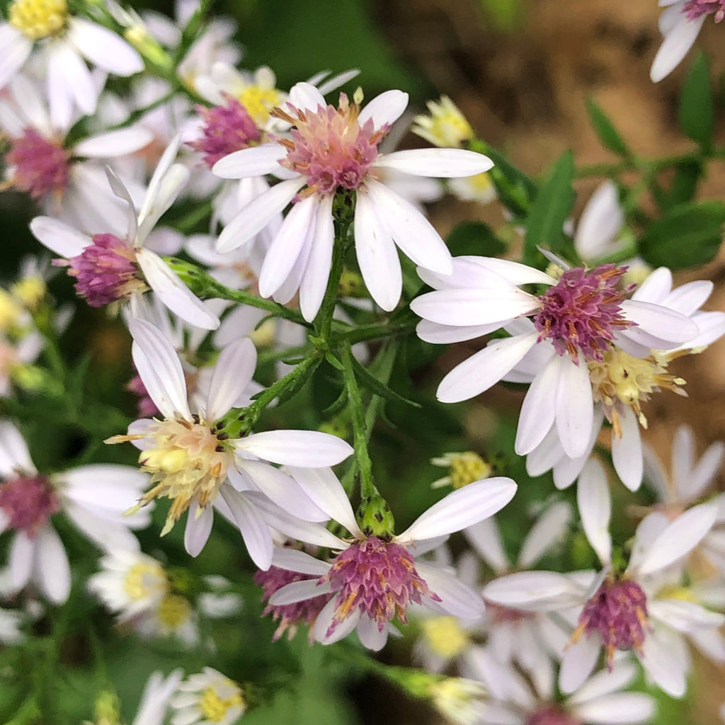 Wood Aster Mix (Maine Ecotype) – Experimental Farm Network Seed Store