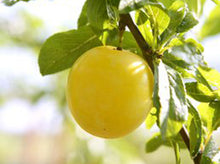 Yellow Mirabelle Plum