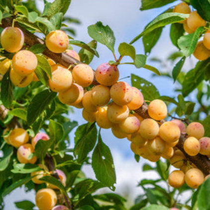 Yellow Mirabelle Plum