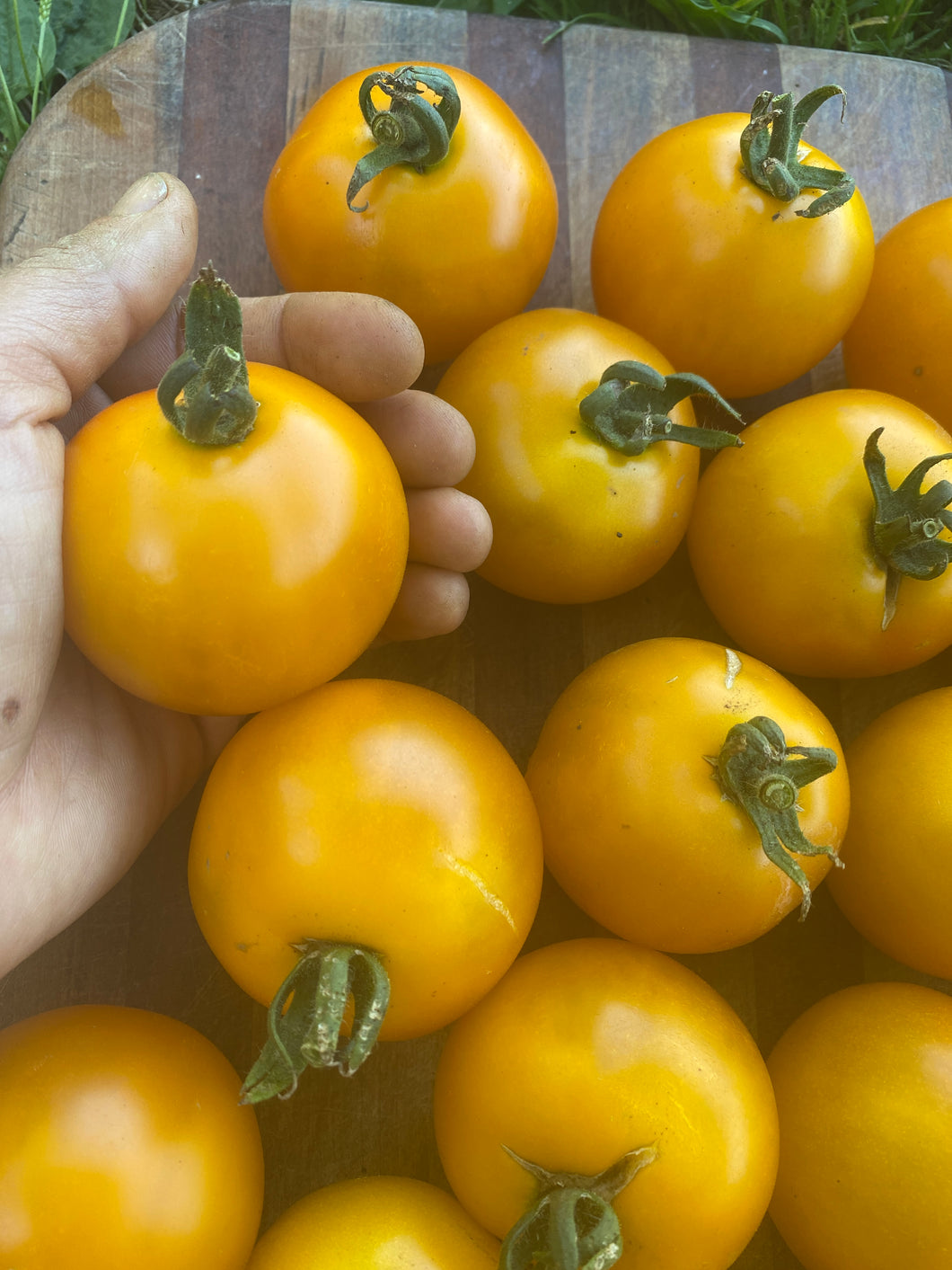 'Yellow Scotland' Tomato