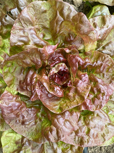 'Yugoslavian Red Butterhead' Lettuce