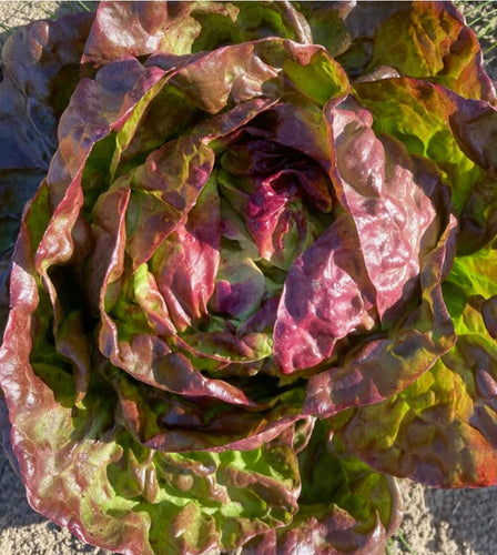 'Yugoslavian Red Butterhead' Lettuce