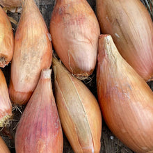 'Zebrune' Shallot