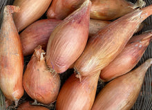 'Zebrune' Shallot