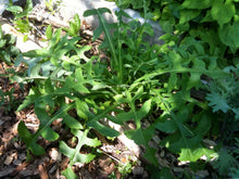 Canada Wild Lettuce