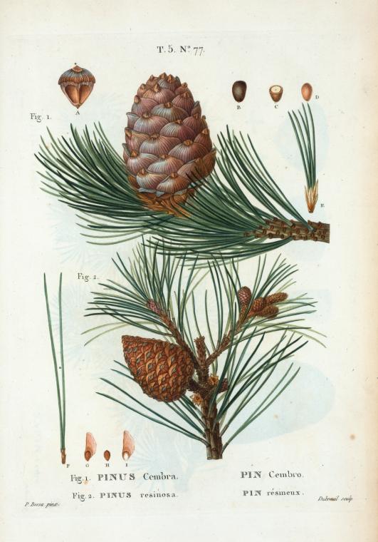 Siberian Swiss Stone Pine