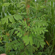 Ossabaw Indigo (Sea Island Indigo)