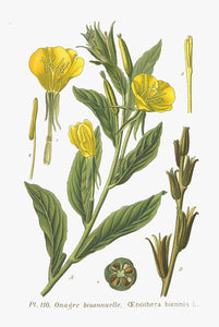 Wild Evening Primrose