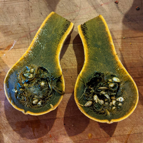 'Guatemalan Green-Fleshed Ayote' Squash