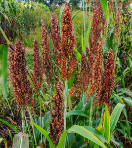 sorghum seed for the garden saskatchewan M61' Perennial Sorghum – Experimental Farm Network Seed Store