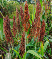 'M61' Perennial Sorghum