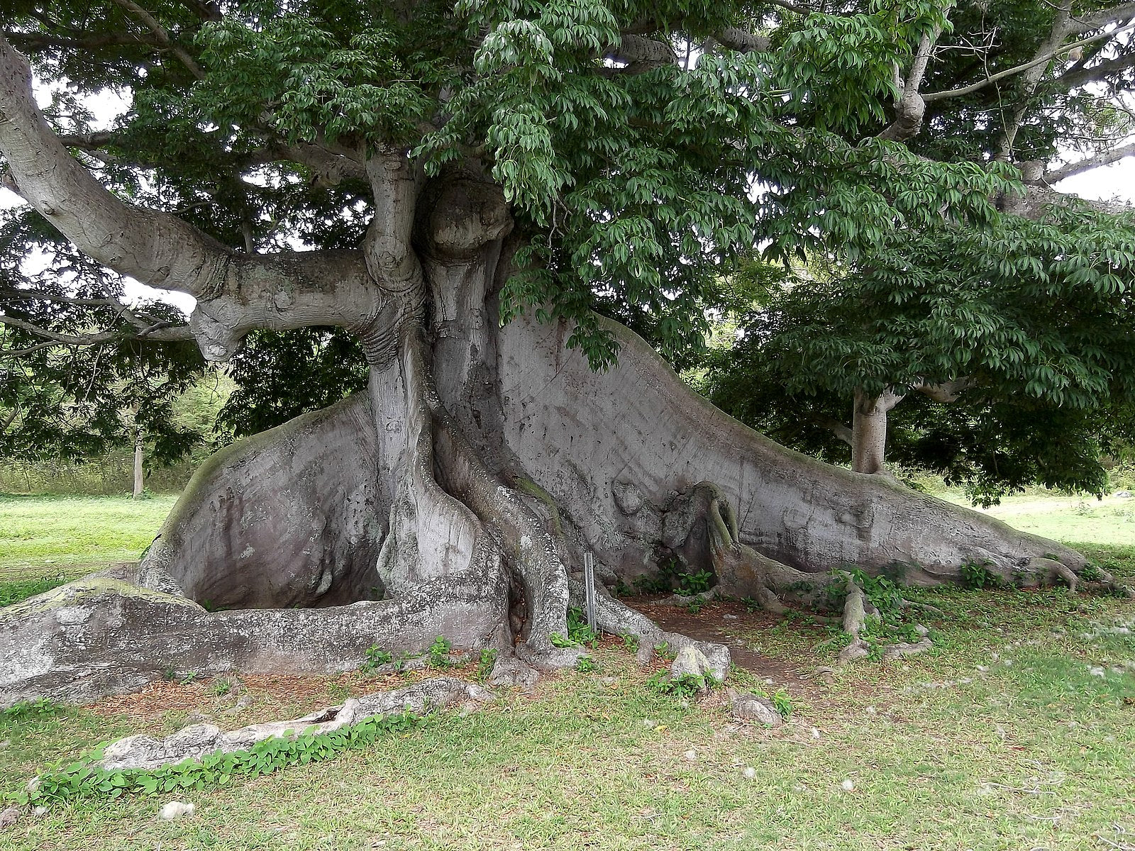 ceiba bonsai tree Ceiba – Experimental Farm Network Seed Store