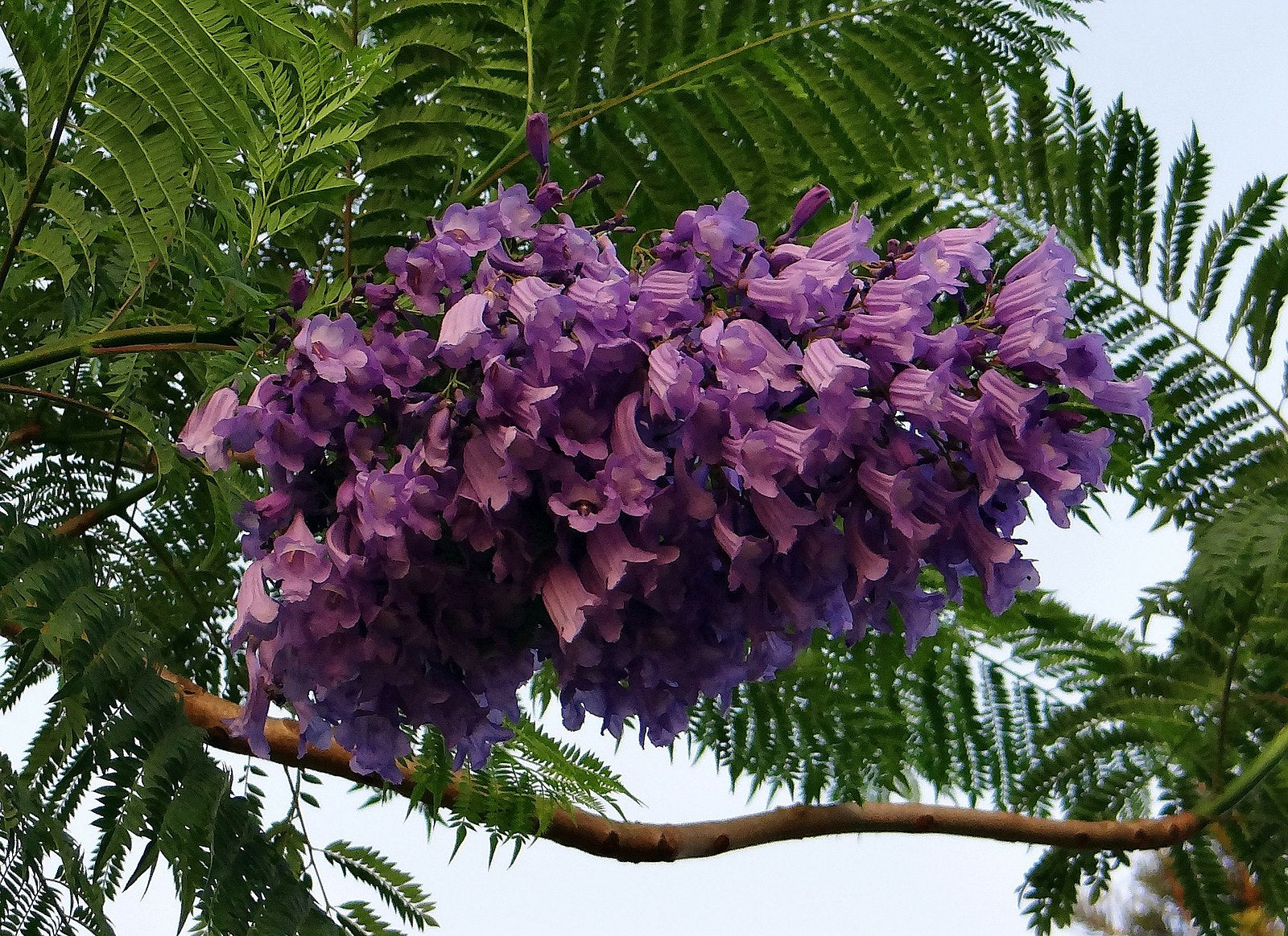 blue jacaranda from seed to flower Blue Jacaranda – Experimental Farm Network Seed Store