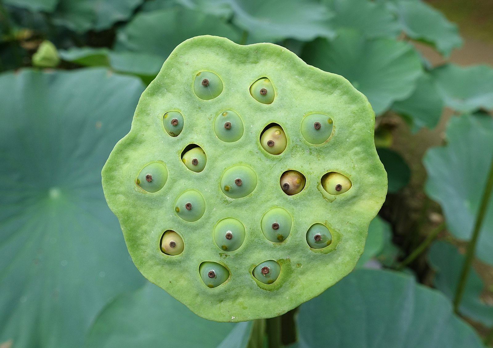 Sacred Lotus – Experimental Farm Network Seed Store