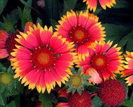 Perennial Gaillardia (Blanketflower)