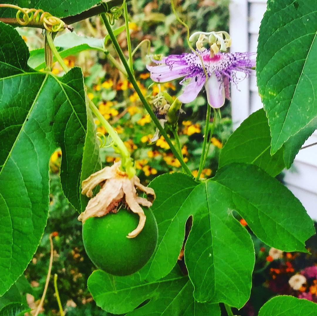 passion flower seeds harvest Northern Maypop Passionfruit – Experimental Farm Network Seed Store