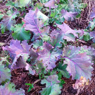 'Willem's Blauwe Groninger' Kale