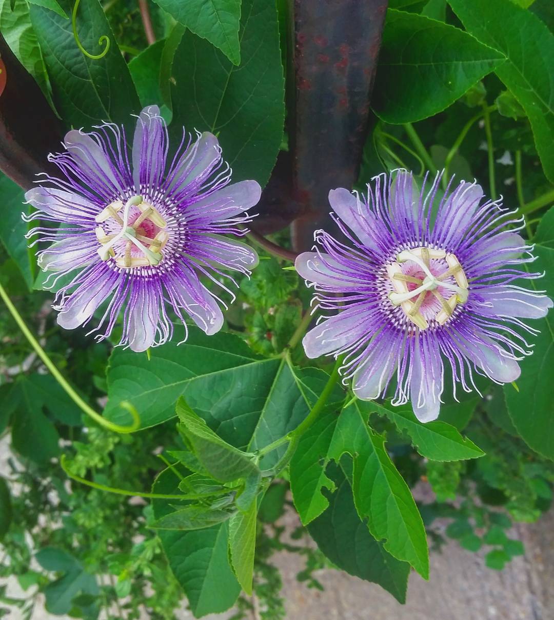 planting maypop seeds Northern Maypop Passionfruit – Experimental Farm Network Seed Store