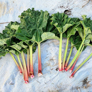 Rhubarb Breeders Mix