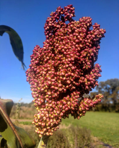 'Coral' Sorghum