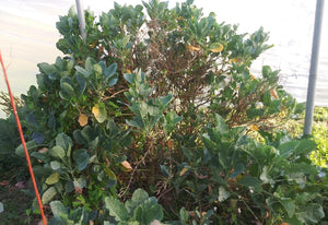 'Homesteader's Kaleidoscopic Perennial' Kale Grex