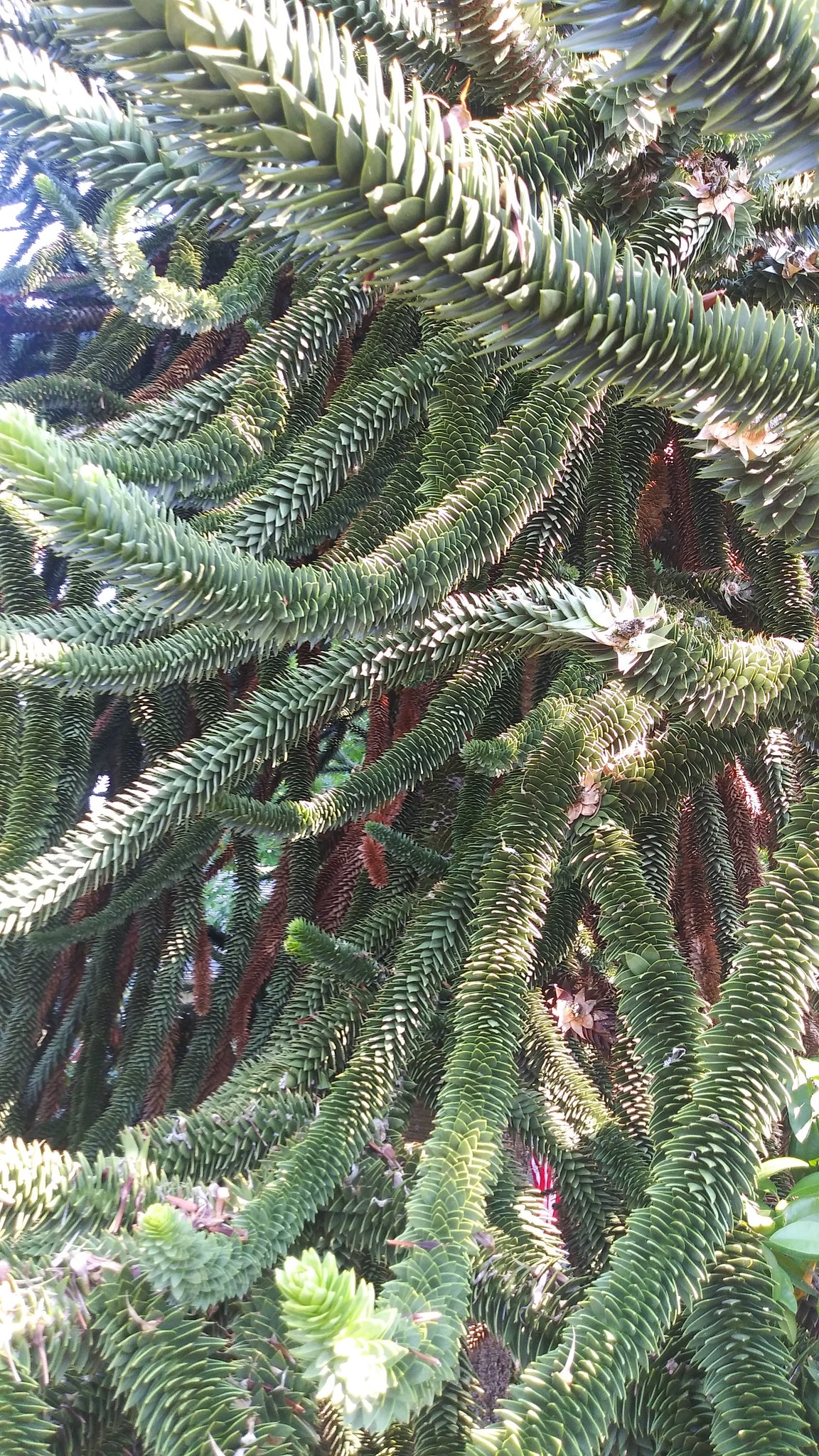 plant monkey puzzle seeds Monkey Puzzle Nuts (Araucaria) – Experimental Farm Network Seed Store
