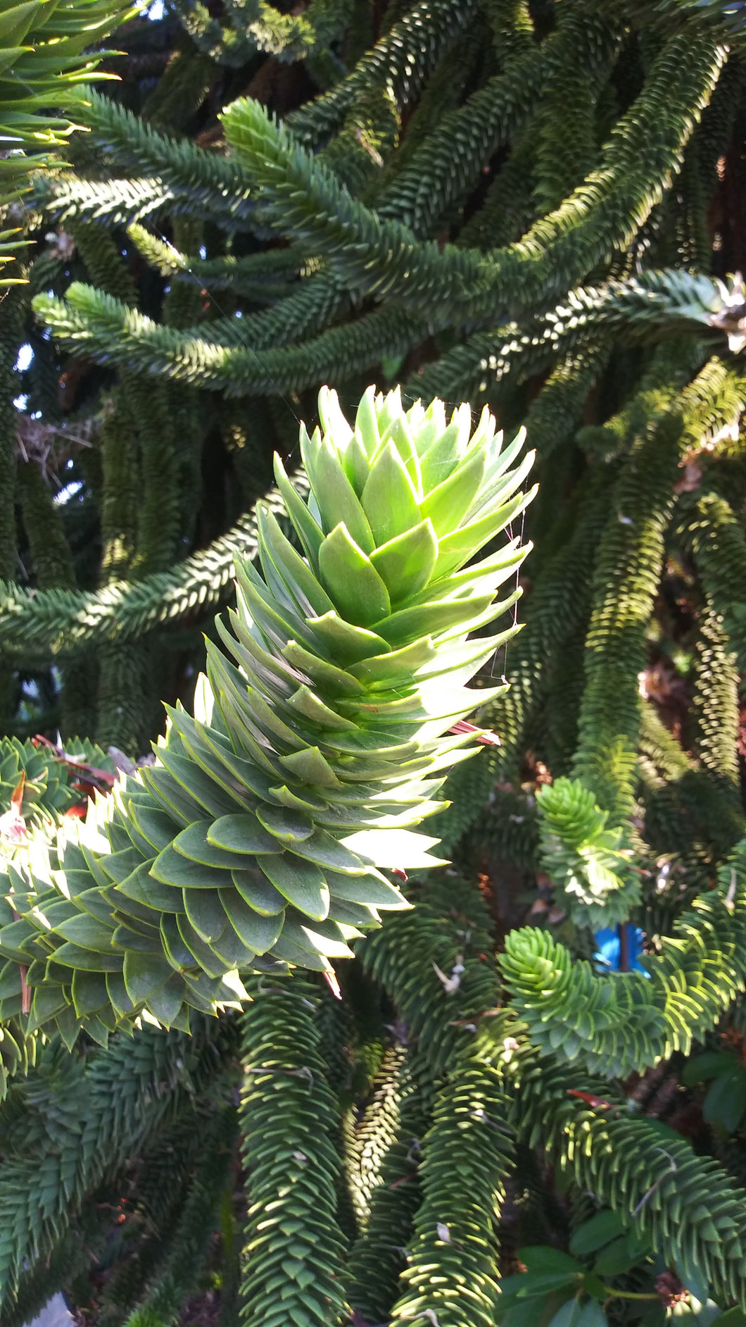planting monkey puzzle tree seeds Monkey Puzzle Nuts (Araucaria) – Experimental Farm Network Seed Store