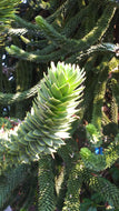 Monkey Puzzle Nuts (Araucaria)