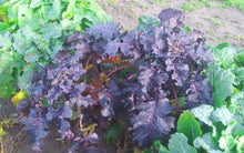 'Homesteader's Kaleidoscopic Perennial' Kale Grex