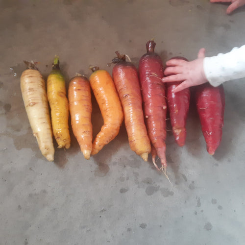 'Over The Rainbow' Carrot Mix (Minnesota Over-Wintered)