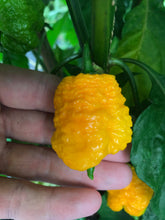 'Tuck Tail Yellow' Hot Pepper Breeders Mix