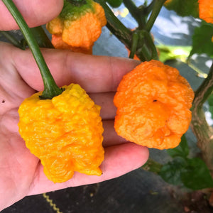 'Tuck Tail Yellow' Hot Pepper Breeders Mix